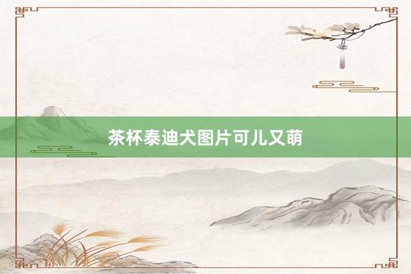 茶杯泰迪犬图片可儿又萌