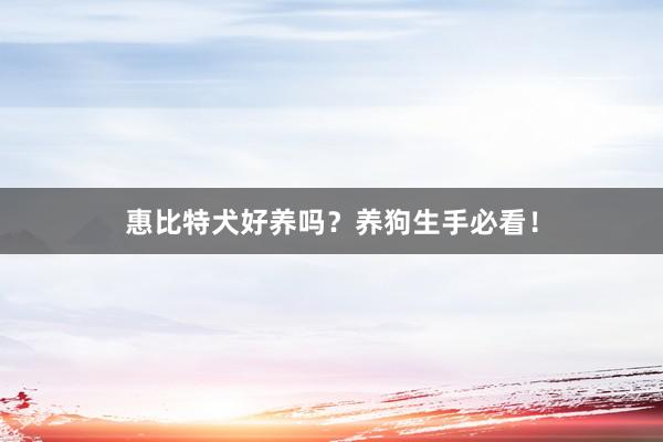惠比特犬好养吗？养狗生手必看！